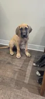 Fawn male , a male Great Dane for sale in Volney, NY – 1 of 2