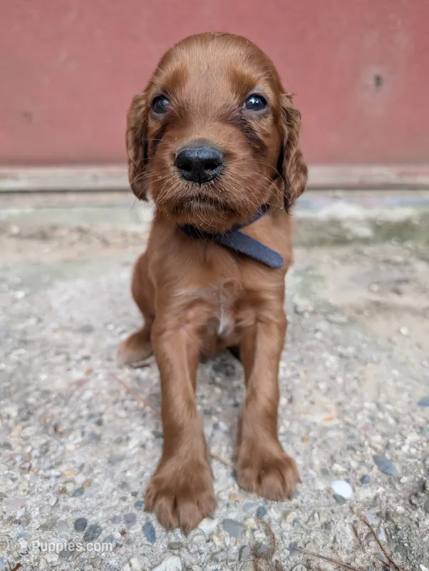 9 males – Irish Setter puppy for sale in Ionia, MI