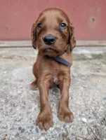 9 males, a male Irish Setter for sale in Ionia, MI – 1 of 10