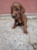9 males, a male Irish Setter for sale in Ionia, MI – 9 of 10