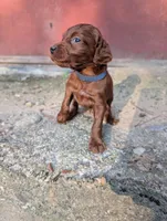 9 males, a male Irish Setter for sale in Ionia, MI – 6 of 10