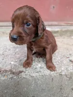 9 males, a male Irish Setter for sale in Ionia, MI – 7 of 10