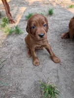 3 females, a female Irish Setter for sale in Ionia, MI – 2 of 7