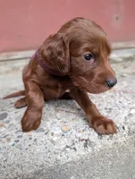 3 females, a female Irish Setter for sale in Ionia, MI – 7 of 7