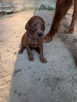 9 males, a male Irish Setter for sale in Ionia, MI – 2 of 10