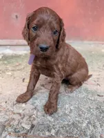 3 females, a female Irish Setter for sale in Ionia, MI – 1 of 7