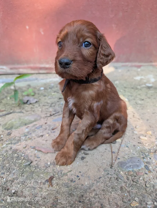 Tbd – Irish Setter puppy for sale in Ionia, MI