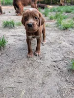 3 females, a female Irish Setter for sale in Ionia, MI – 4 of 7
