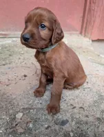 3 females, a female Irish Setter for sale in Ionia, MI – 6 of 7