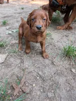 9 males, a male Irish Setter for sale in Ionia, MI – 8 of 10