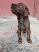 9 males, a male Irish Setter for sale in Ionia, MI – 5 of 10