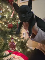 Darth Vader, a male French Bulldog for sale in Lake Elsinore, CA – Photo 6 of 8