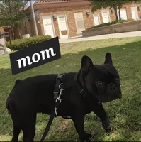 Darth Vader, a male French Bulldog for sale in Lake Elsinore, CA – Photo 3 of 8