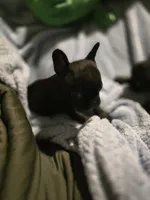 Darth Vader, a male French Bulldog for sale in Lake Elsinore, CA – Photo 7 of 8