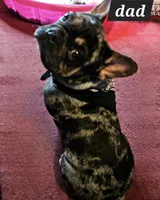 Darth Vader, a male French Bulldog for sale in Lake Elsinore, CA – Photo 4 of 8