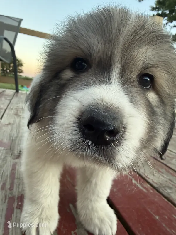 Boy2 – Great Pyrenees puppy for sale in Mason City, IA