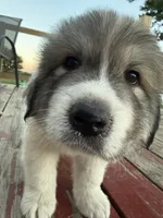 Boy2, a male Great Pyrenees for sale in Mason City, IA – 3 of 3