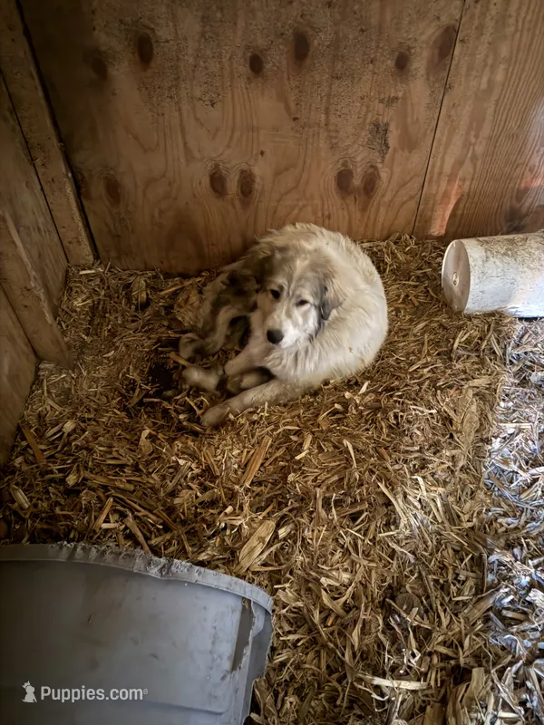 Girl – Great Pyrenees puppy for sale in Mason City, IA