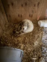 Girl, a female Great Pyrenees for sale in Mason City, IA – 1 of 1