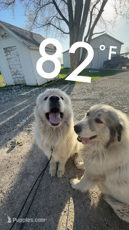 Boy 1 – Great Pyrenees puppy for sale in Mason City, IA