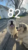Boy 1, a male Great Pyrenees for sale in Mason City, IA – 1 of 2