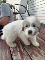 Boy 1, a male Great Pyrenees for sale in Mason City, IA – 2 of 2