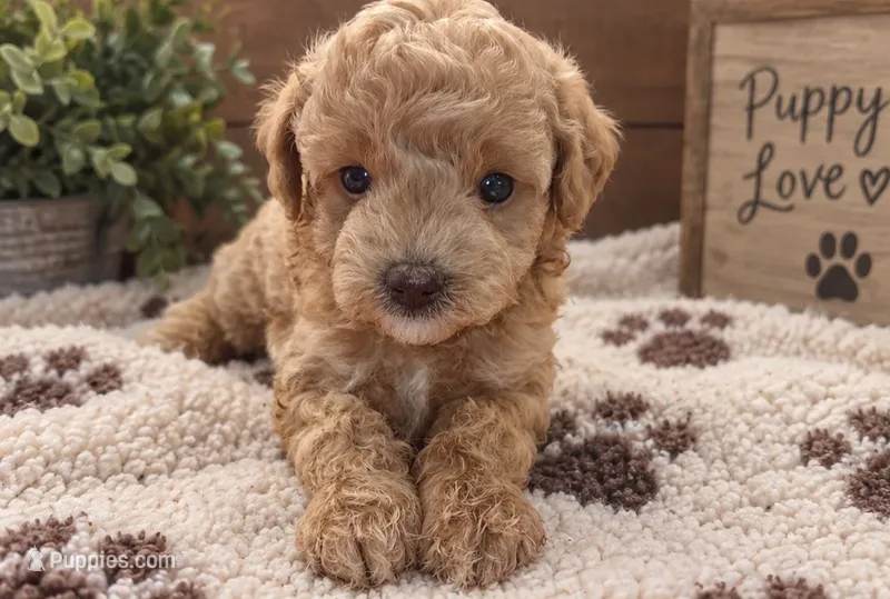 Molly – Poodle - Miniature  puppy for sale in Burr Oak, MI