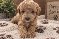 Molly, a female Poodle - Miniature  for sale in Burr Oak, MI – 1 of 3
