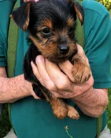 Buster, a male Yorkshire Terrier for sale in Burr Oak, MI – 1 of 2