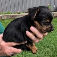Buster, a male Yorkshire Terrier for sale in Burr Oak, MI – 2 of 2