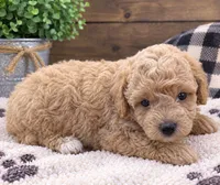 Molly, a female Poodle - Miniature  for sale in Burr Oak, MI – 3 of 3