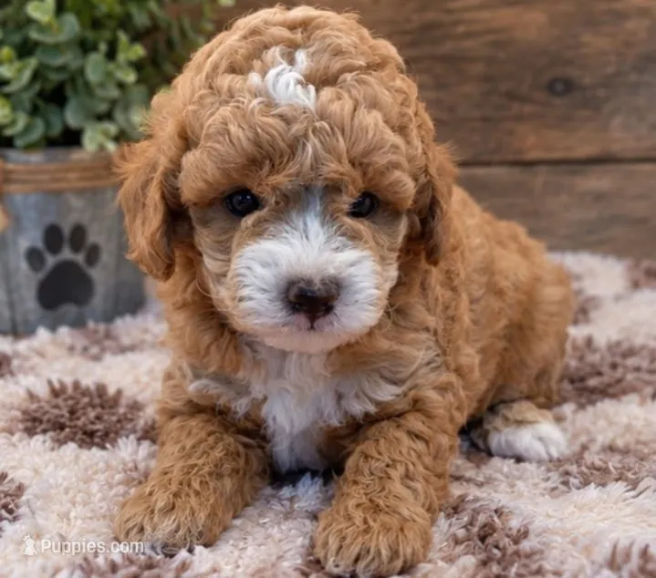 Lily – Poodle - Miniature  puppy for sale in Burr Oak, MI