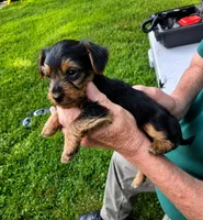 Whiskey , a male Yorkshire Terrier for sale in Burr Oak, MI – 2 of 2