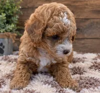Lily, a female Poodle - Miniature  for sale in Burr Oak, MI – 4 of 4