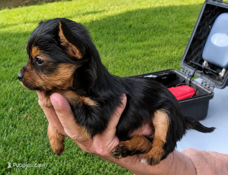 Crystal  – Yorkshire Terrier puppy for sale in Burr Oak, MI