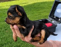 Crystal , a female Yorkshire Terrier for sale in Burr Oak, MI – 1 of 2