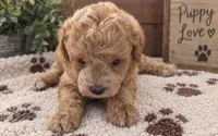 Molly, a female Poodle - Miniature  for sale in Burr Oak, MI – 2 of 3