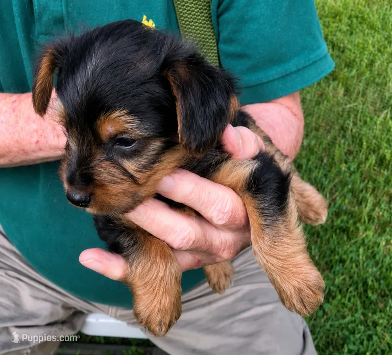 Whiskey  – Yorkshire Terrier puppy for sale in Burr Oak, MI