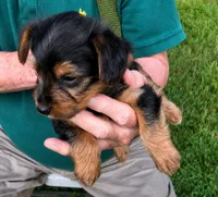 Whiskey , a male Yorkshire Terrier for sale in Burr Oak, MI – 1 of 2