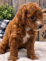 Daisy , a female Poodle - Miniature  for sale in Burr Oak, MI – 2 of 2