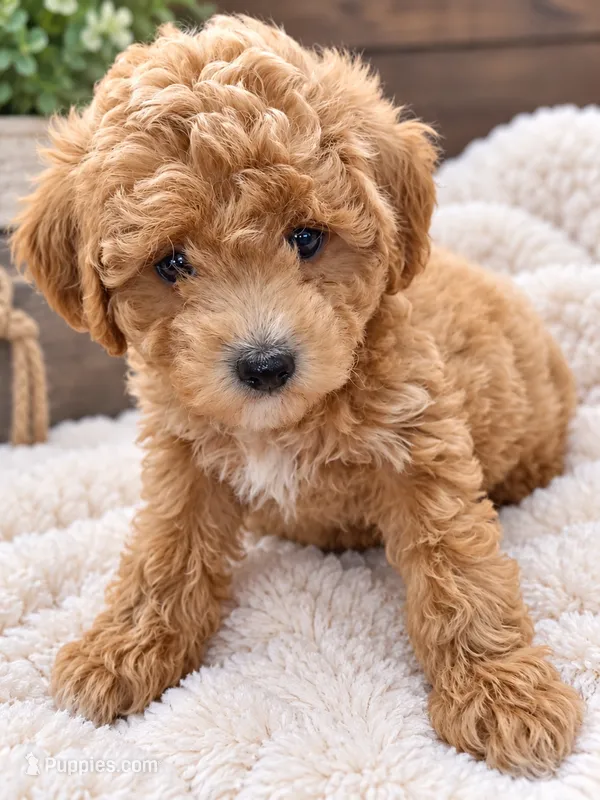 Cooper  – Poodle - Miniature  puppy for sale in Burr Oak, MI