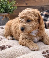 Cooper , a male Poodle - Miniature  for sale in Burr Oak, MI – 2 of 3