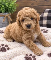 Cooper , a male Poodle - Miniature  for sale in Burr Oak, MI – 3 of 3