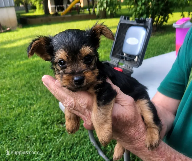 Trixie  – Yorkshire Terrier puppy for sale in Burr Oak, MI