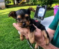 Trixie , a female Yorkshire Terrier for sale in Burr Oak, MI – 1 of 2