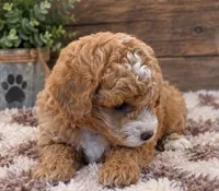 Lily, a female Poodle - Miniature  for sale in Burr Oak, MI – 2 of 4