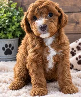 Daisy , a female Poodle - Miniature  for sale in Burr Oak, MI – 1 of 2