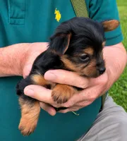 Crystal , a female Yorkshire Terrier for sale in Burr Oak, MI – 2 of 2