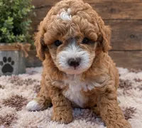 Lily, a female Poodle - Miniature  for sale in Burr Oak, MI – 3 of 4