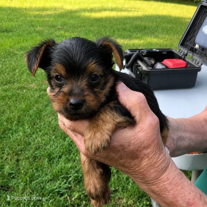 Sparky – Yorkshire Terrier puppy for sale in Burr Oak, MI